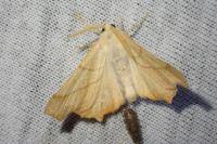 Ennomos erosaria
