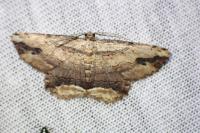 Menophra abruptaria