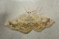 Cyclophora annularia