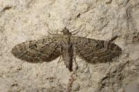 Eupithecia nanata