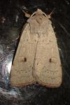 Xestia castanea