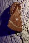 Lasiocampa trifolii