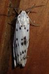 Coscinia cribraria