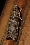 Dioryctria abietella