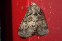 Gluphisia crenata