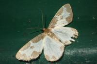 Lomaspilis marginata