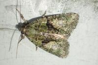 Cryphia algae