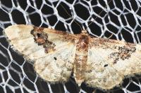 Idaea rusticata