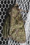 Polyphaenis sericata