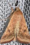 Helicoverpa armigera