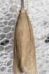 Chilo luteellus