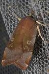 Noctua janthe / Noctua janthina