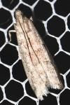 Ephestia woodiella