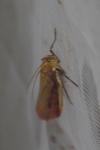 Oncocera semirubella