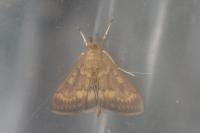 Ostrinia nubilalis