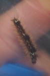 Wittia sororcula