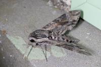 Agrius convolvuli