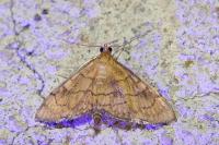 Anania verbascalis