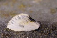 Cilix hispanica