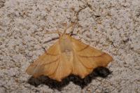 Ennomos erosaria