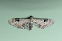 Eupithecia centaureata
