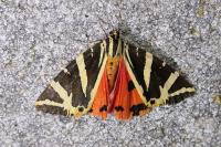Euplagia quadripunctaria