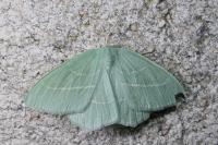 Hemistola chrysoprasaria
