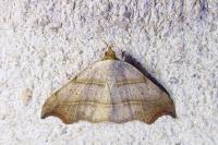 Laspeyria flexula