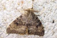 Lymantria dispar