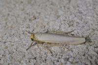 Manulea complana