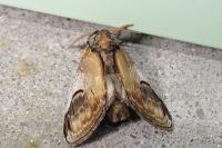 Notodonta ziczac