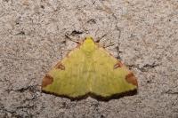 Opisthograptis luteolata