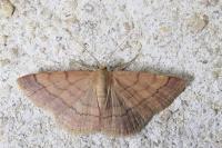 Scopula rubiginata