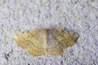 Stegania trimaculata