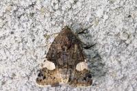 Tyta luctuosa