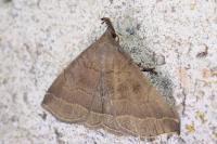 Zanclognatha lunalis