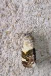 Acontia lucida