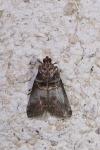 Acrobasis advenella