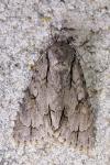 Acronicta psi/Acronicta tridens