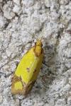 Agapeta zoegana