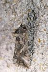 Autographa gamma