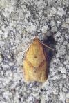 Clepsis consimilana