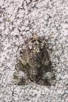 Craniophora ligustri