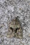 Cryphia algae