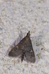 Dolicharthria punctalis