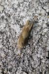 Eucosma conterminana