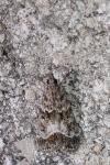 Eudonia mercurella