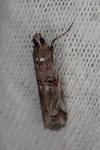 Pempelia palumbella