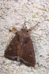 Lacanobia oleracea