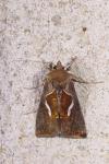 Macdunnoughia confusa